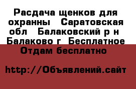 Расдача щенков для охранны - Саратовская обл., Балаковский р-н, Балаково г. Бесплатное » Отдам бесплатно   